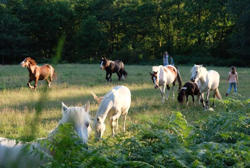 Séjour équestre de pleine nature