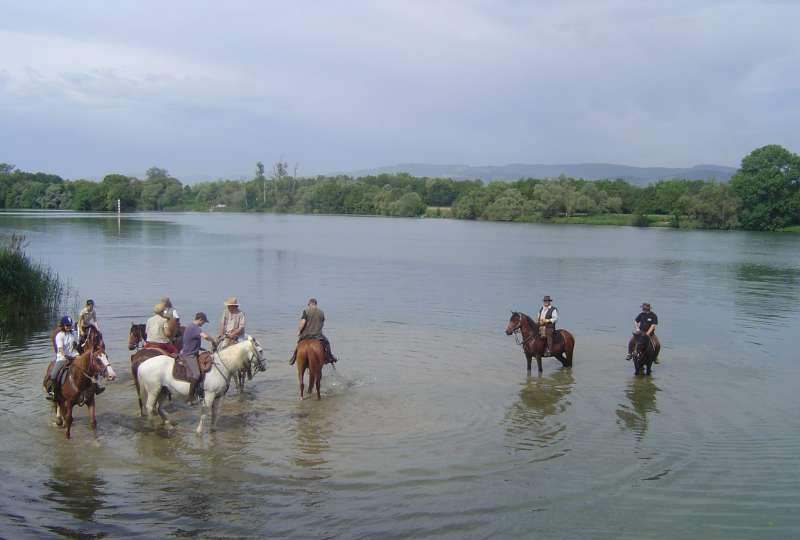 Stage Equitation Galops de pleine nature, préparation TREC à cheval