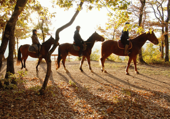 Séjour au Haras d'Oakland Juin - Juillet - Août