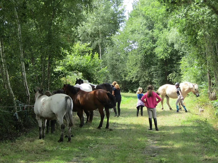 Camp d'équitation Galop 3/4/5 du 26 au 30 août 2024