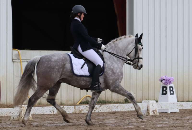 Perfectionnement en dressage