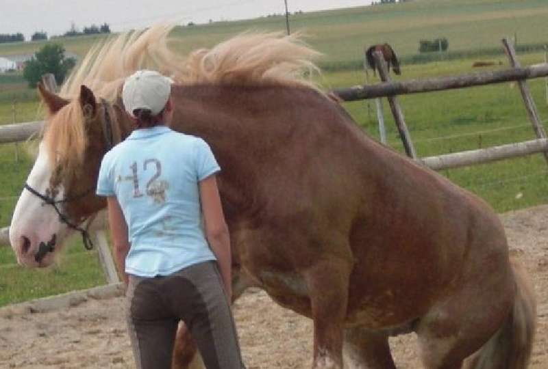 Stage Dressage et Spectacle