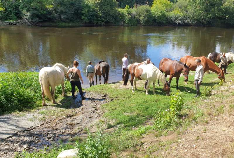 Charente Limousine