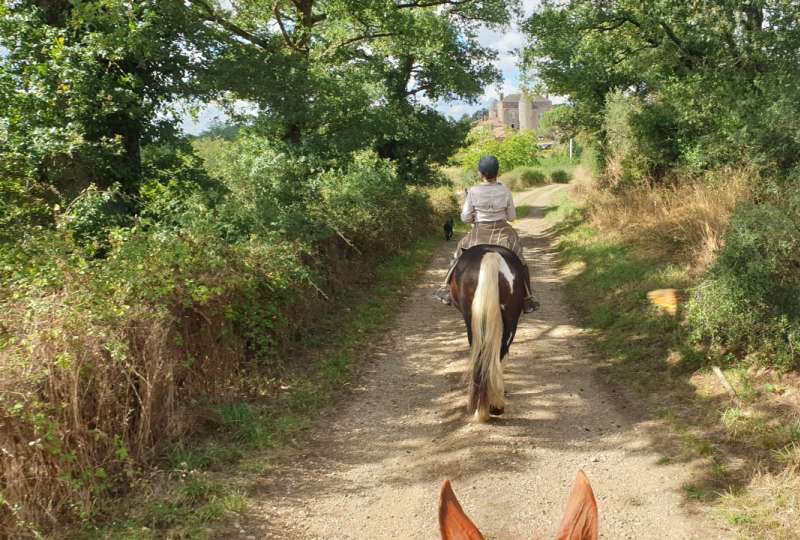 Charente Limousine