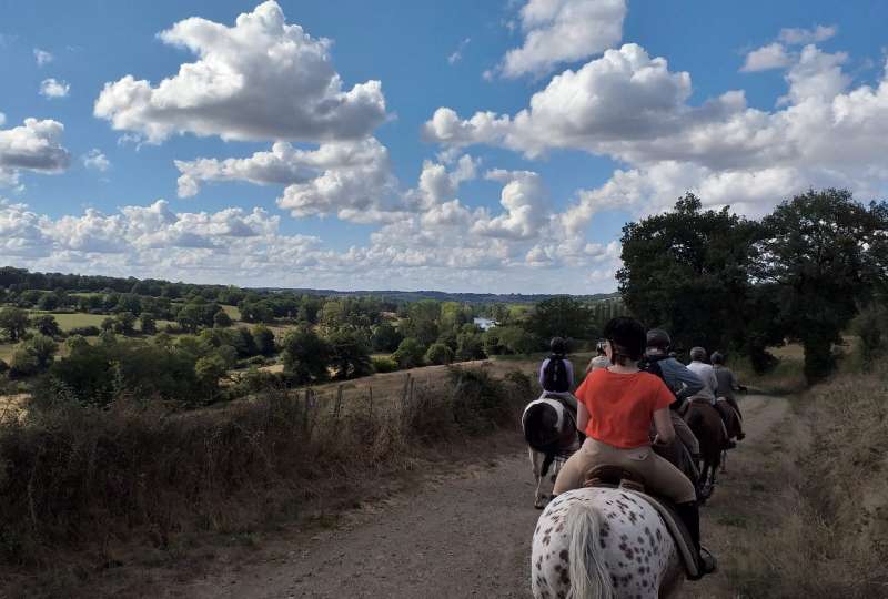 Charente Limousine