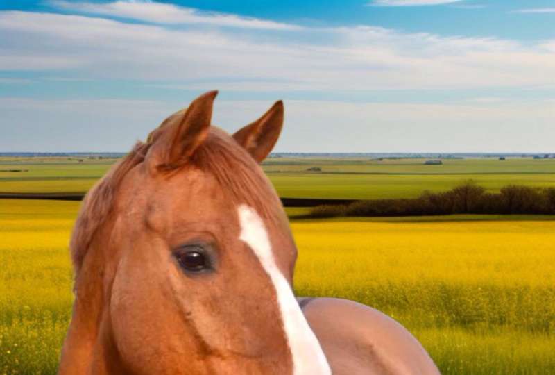 LORRAINE EURO PONEY - été séjours à cheval