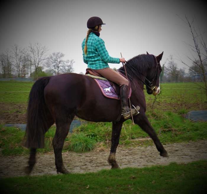 Stage DRESSAGE de légèreté