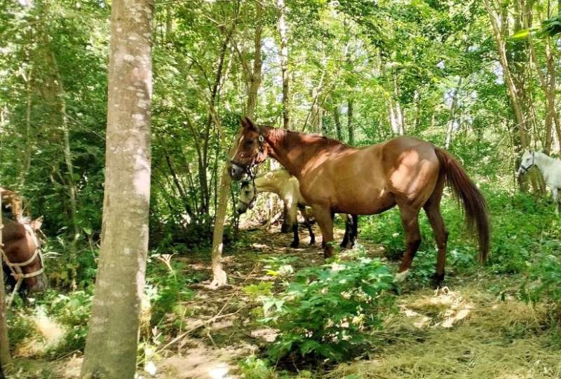 100% équitation