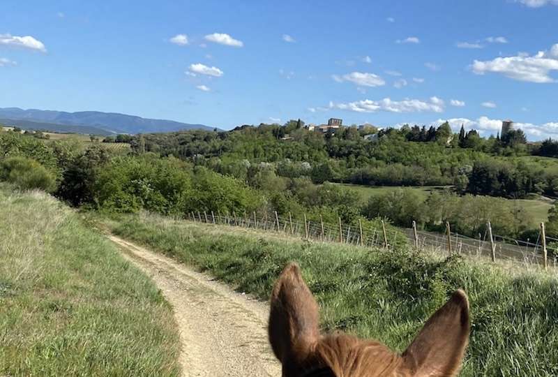 Limouxin terre de crûs : Dégustations et Fête des Vendanges