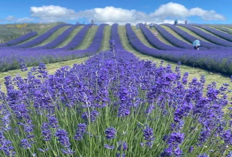 Chevauchée au Parfum de Lavande