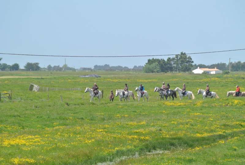 Promenade d'une heure à poney ou cheval