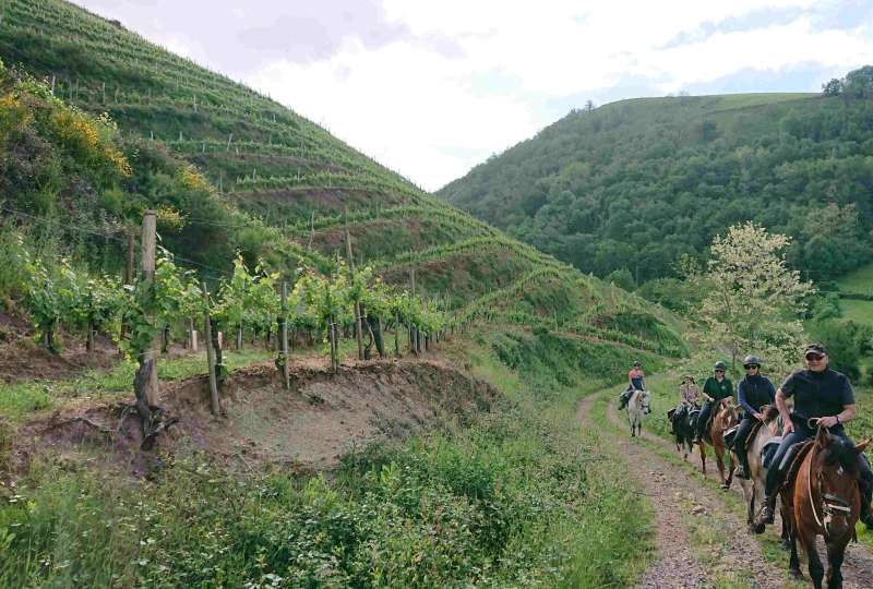 Randonnée thème vigne d'Irouleguy