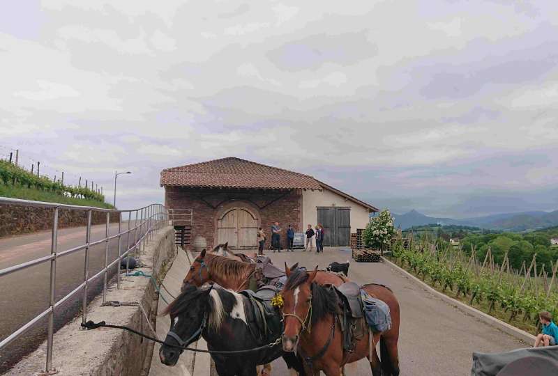 Randonnée thème vigne d'Irouleguy