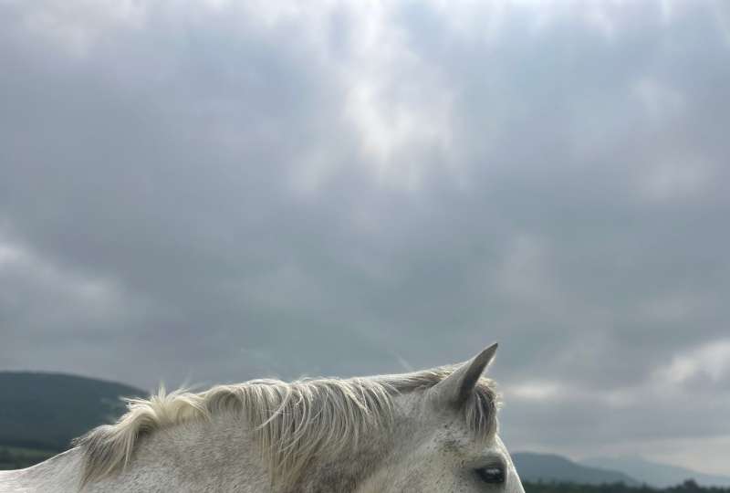 Stage Préparation Galop 1 à 3