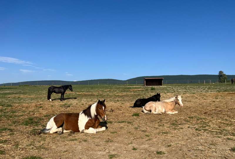 Préparation Galop 4 et 5