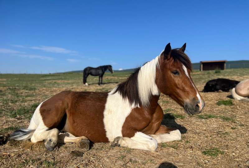Préparation Galop 4 et 5