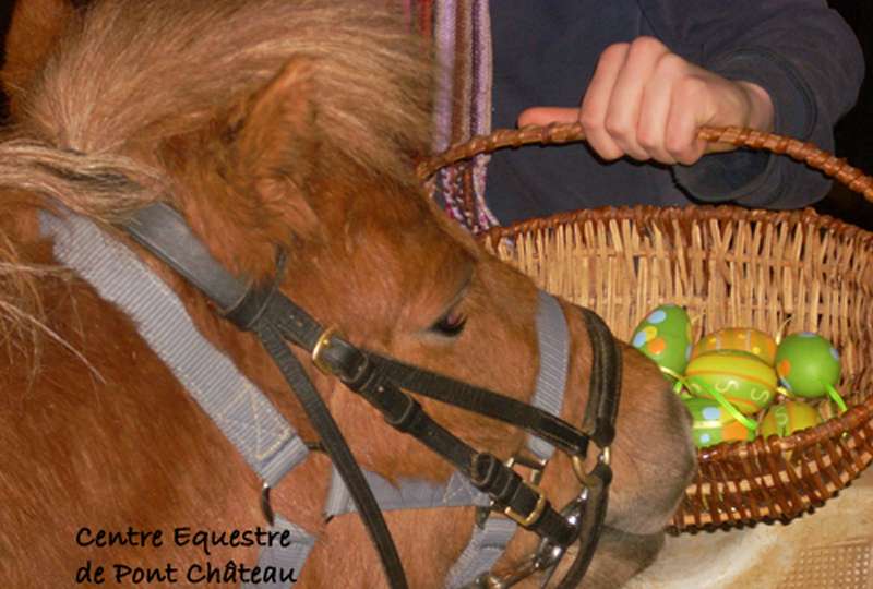 DECOUVRE L'UNIVERS DES PONEYS ET DES CHEVAUX