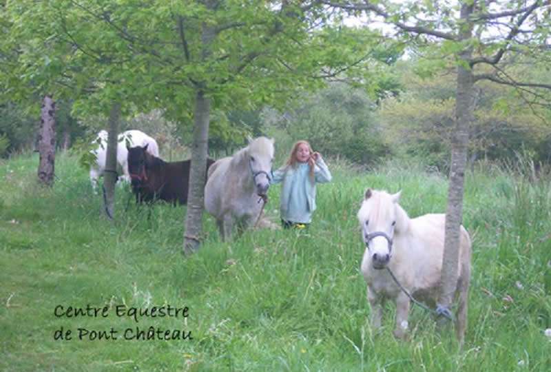 DECOUVRE L'UNIVERS DES PONEYS ET DES CHEVAUX