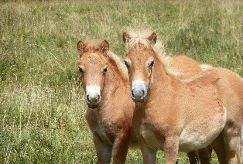 la Sologne a cheval