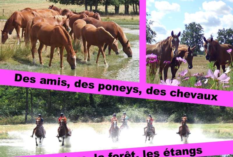 Sologne en été