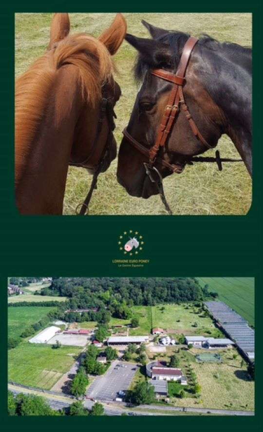 LORRAINE EURO PONEY - ETE 2026 -STAGE SANS HEBERGEMENT PONEY
