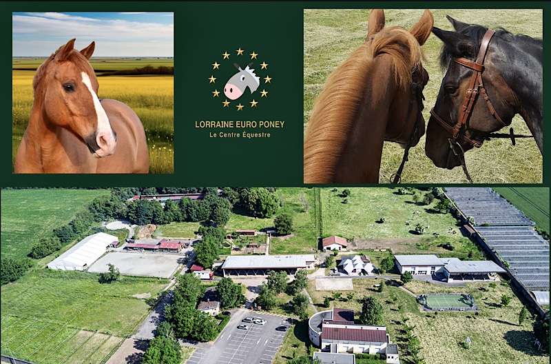 LORRAINE EURO PONEY - ETE 2026 -STAGE SANS HEBERGEMENT PONEY